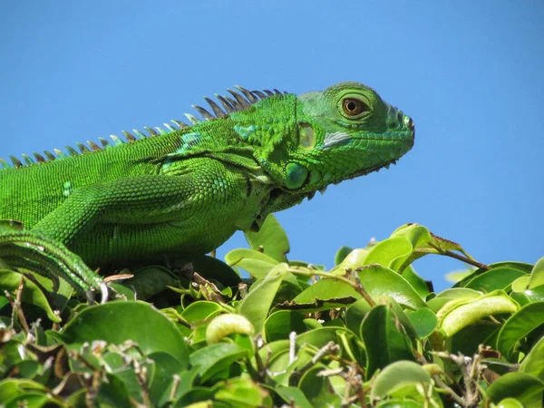 绿鬣蜥坐在一个浓密的绿叶植物顶部蓝天背景 — 图库照片