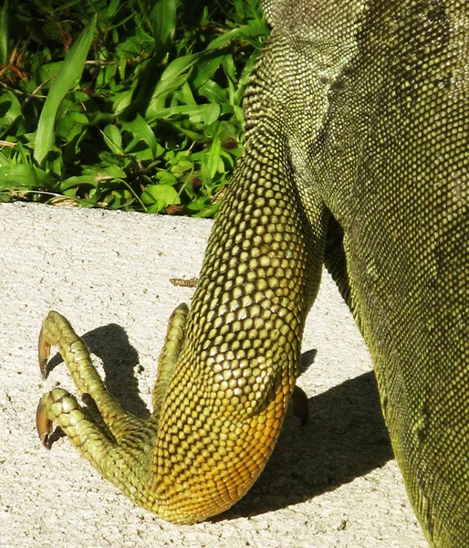 Zöld Sárga Florida Iguana Lábát Egy Fehér Beton Felület Karmok — Stock Fotó