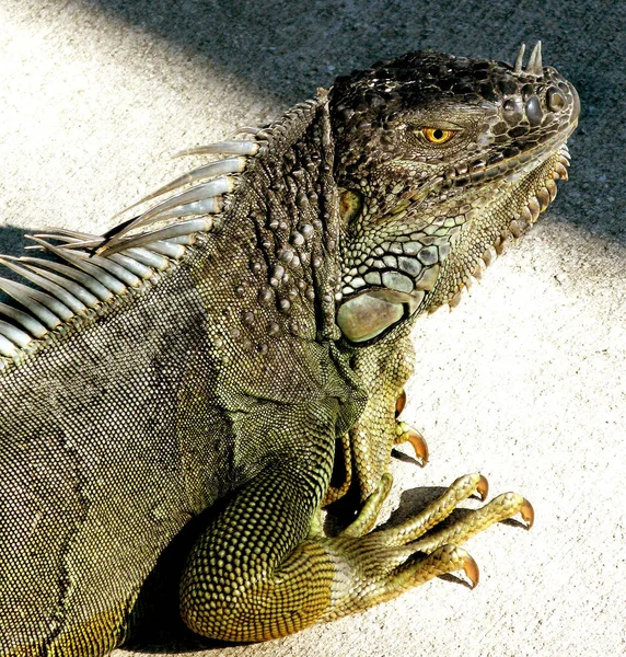 Florida Zöld Barna Sárga Iguana Oldal Jobb Nézd Azt Mutatják — Stock Fotó