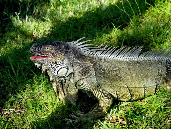 大佛罗里达鬣蜥棕色和绿色与张开的嘴铺设在草地上 — 图库照片