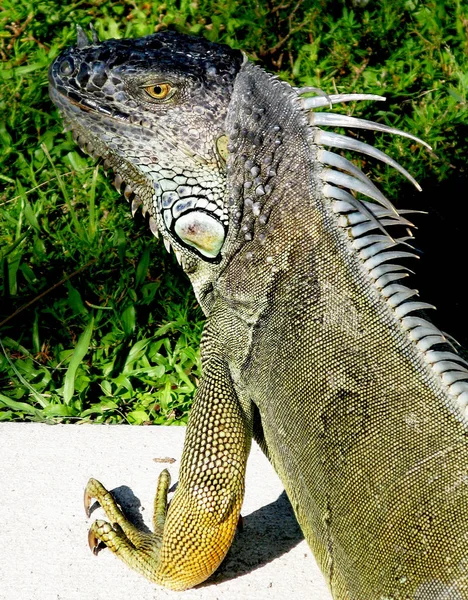 Vert Brun Jaune Floride Iguana Vue Latérale Qui Montre Jambe — Photo