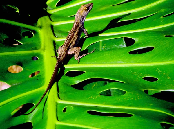 플로리다 브라운 Anole 도마뱀 스위스 — 스톡 사진