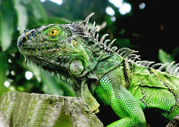 Florida Genç Yeşil Iguana Sarımsı Gözleri Sivri Ahşap Bir Çit — Stok fotoğraf