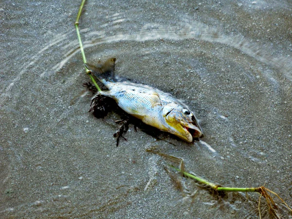 Pesce Morto Lavato Riva Nelle Acque Poco Profonde Con Una Foto Stock