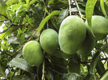 Dalları gösterir bir çok yapraklı mango ağacı üzerinde yeşil mango