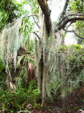 Genel bir park dallarında asılı ağır moss ile büyük ağacı