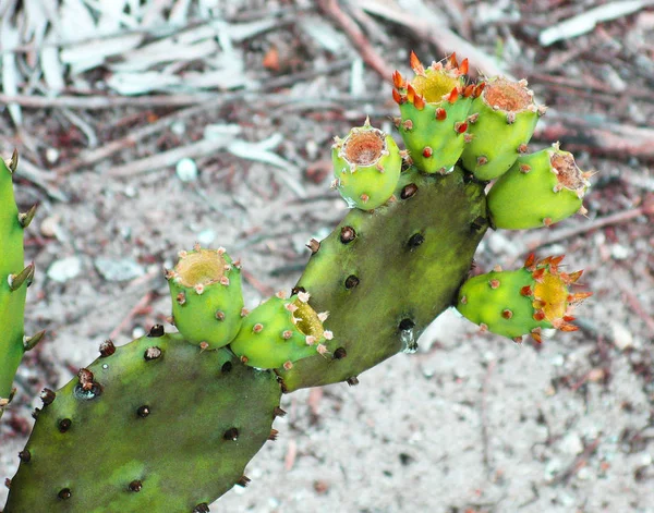 Prickly Pear Cactus Arm Flower Buds Public Park — Stock Photo, Image