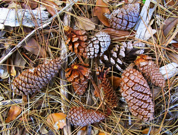 Bellotas Múltiples Tamaños Suelo Del Parque Rodeadas Hojas Secas Ramitas — Foto de Stock