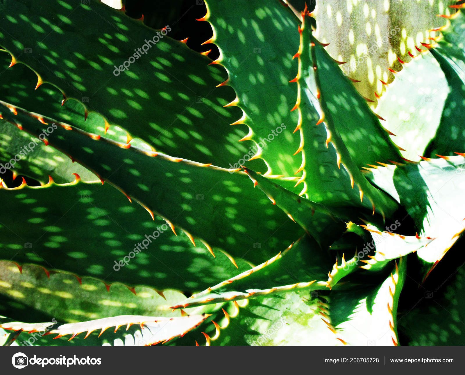 Aloe Vera Plant Spikes Leaves Direct Sun Stock Photo