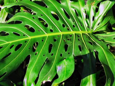 Monstera, delik üstünde o ile büyük yaprak yeşil denilen içinde delikleri ile yaprak