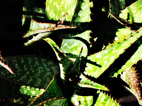 Aloe Vera Planta Com Picos Nas Folhas Com Sol Direto — Fotografia de Stock