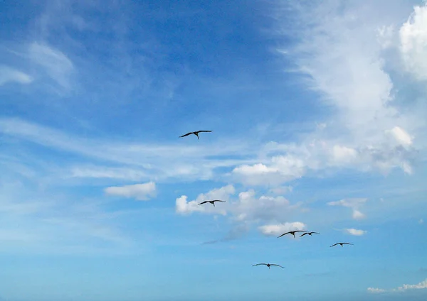 Blauer Himmel Mit Weißen Wolken Und Einem Vogelschwarm Der Vorbeifliegt — Stockfoto