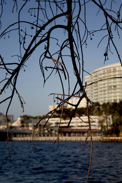 ぼやけた街の背景と前景の乾燥木の枝で建物とフロリダ沿岸間の水路 — ストック写真