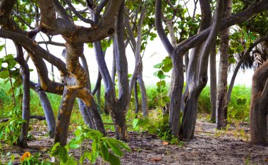 Büyük deniz üzüm ağacı Bunches bir kamu Beach açık girişinde Backgorund gökyüzü.