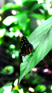 Mavi ve kahverengi kenarlarda küçük sarı ve mavi gözlük kelebekler. Büyük yeşil yaprak üzerinde oturan siyah ve kahverengi kelebek.