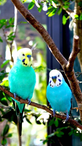 Par Pájaros Periquitos Azul Blanco Tellow Encaramados Una Rama Árbol — Foto de Stock