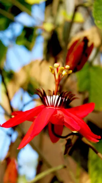 それを情熱の赤花つる Ameircas を提供するネイティブの パシオン花の学名はパッション フルーツ Suberosa — ストック写真