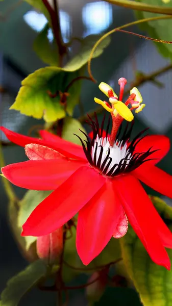 Paixão Flor Vermelha Sobre Ele Videira Ingênuo Para Ameircas Nome — Fotografia de Stock
