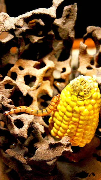 Superworm トウモロコシの穂軸の上でクロール トウモロコシを主食とします その上にクロール Superworm とタンクの中のトウモロコシの穂軸 — ストック写真