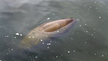 Florida nehrimiz ılık suda yüzme deniz ayısı. Manatee ve bebek buzağı suyun üstünde yüzen.
