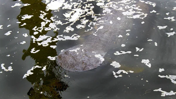 Florida Nehrimiz Ilık Suda Yüzme Manatee Kuyruk Manatee Bebek Buzağı — Stok fotoğraf