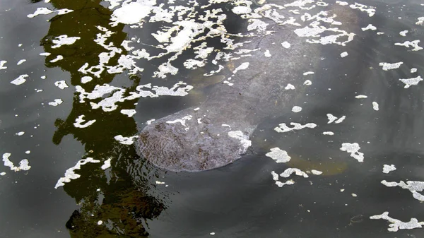 Cola Manatí Nadando Agua Tibia Río Florida Manatí Cría Flotando — Foto de Stock