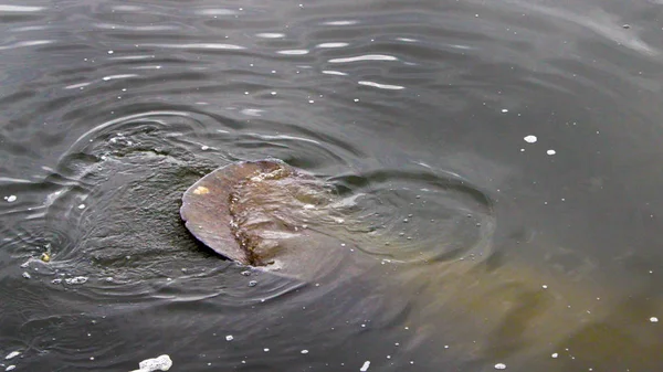 Manatee tail swimming in warm water in a Florida river. Manatee and baby calf floating up above the water.