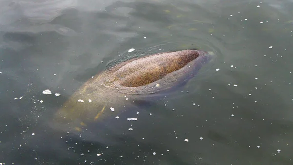Manatee swimming in warm water in a Florida river. Manatee and baby calf floating up above the water.