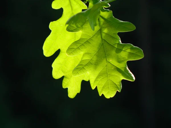 Folhas Carvalho Fundo Escuro — Fotografia de Stock