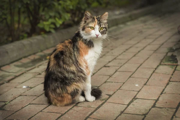 Söt Katt Stadsparken — Stockfoto