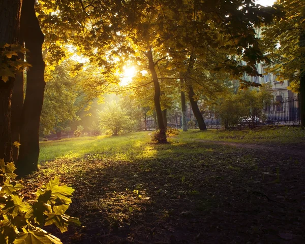 Sonbahar park sabahları. Ukrayna Lviv Ekim 2016