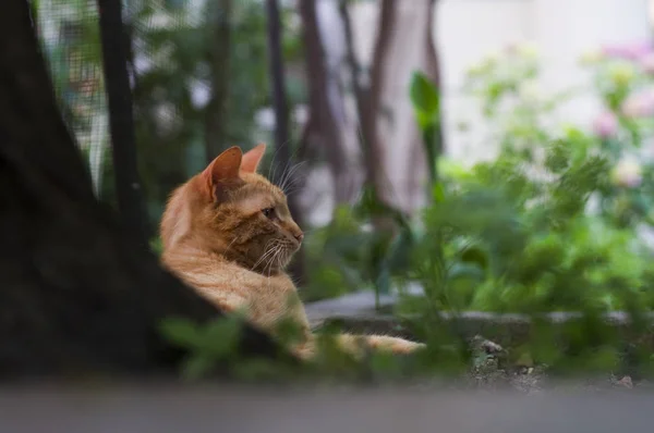 Şehir Parkı içinde kırmızı kedi.