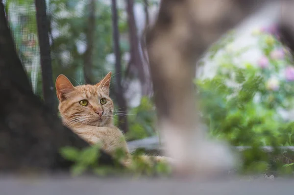 Şehir Parkı içinde kırmızı kedi.