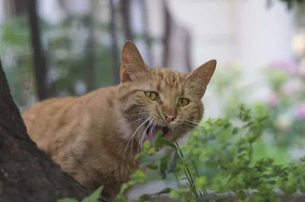 Şehir Parkı içinde kırmızı kedi.