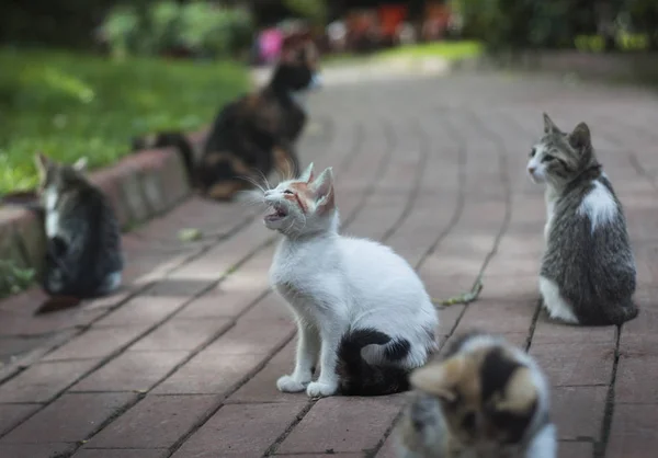 Şehir Parkı de kedi. Ukrayna, Kiev, Ağustos 2017