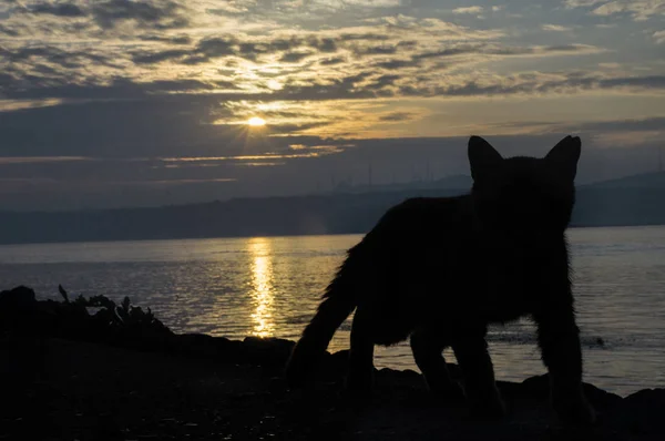 Sokak kedi şafak arka plan üzerinde. Istanbul Haziran 2017