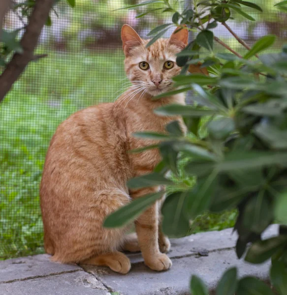 Красная Кошка Фоне Природы — стоковое фото