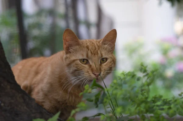 Doğa arka plan üzerinde kırmızı kedi.