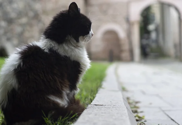 Siyah ve beyaz, arka planda metin için yer ile şehrin sokak kedi.