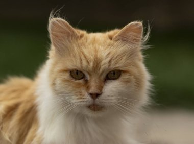 Yazın Yeşil Çimenlikteki Kedi. Sarı Gözlü Güzel Kırmızı Kedi