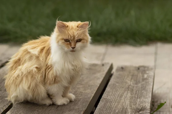 夏天的绿草里有只猫 美丽的红猫 黄眼睛 — 图库照片