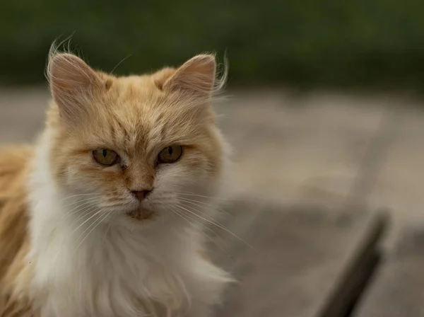 Yazın Yeşil Çimenlikteki Kedi. Sarı Gözlü Güzel Kırmızı Kedi