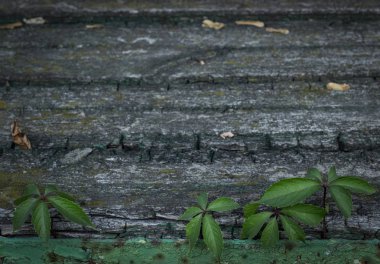 Arka plan ahşap panoları ve yaprakları