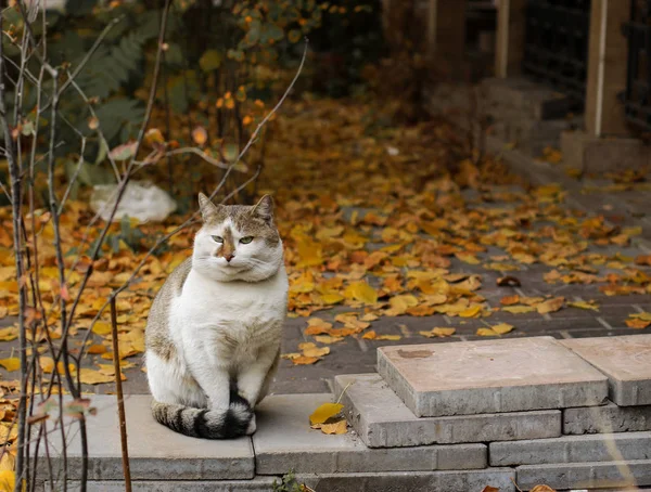 Şişman sokak kedi, sonbahar