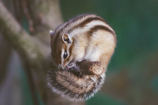 Cute Little Baby Eastern Chipmunk Squirrel Tree Banch Hugging Its Royalty Free Stock Photos