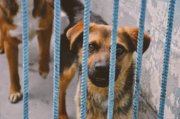 Adoption, pets, sad animals concept. Cute little puppy behind bars in a animal shelter waiting for a new owner