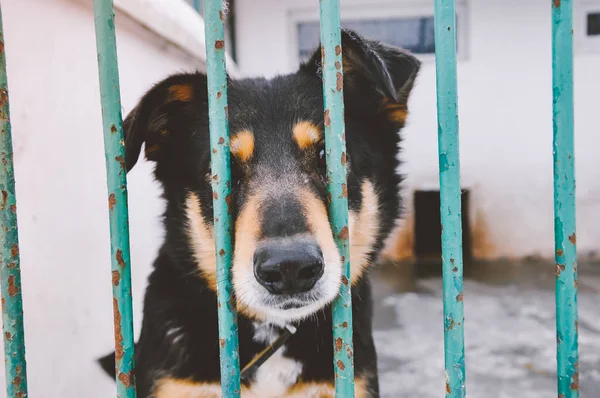 Adoption, pets, sad animals concept. Cute little puppy behind bars in a animal shelter waiting for a new owner