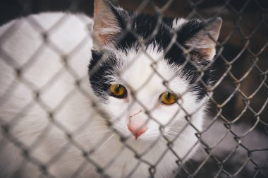 Esaret kavram hayvanlar. Kedi hayvan barınağı barlarda kafes arkasında çok üzülmüş. Yeni sahibi ve sıcak ev için bekliyor.