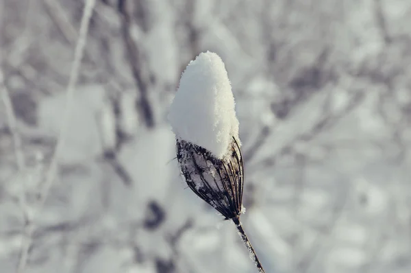 Natureza Durante Inverno Belo Conceito Detalhes Neve Branca Caule Flor — Fotografia de Stock