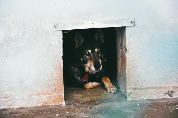 Adoption, pets, sad animals concept. Old dog lying in dirty concrete doghouse in a animal shelter waiting for a new owner